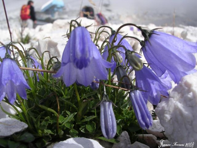 campanula dei ghiaioni